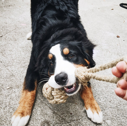 Puppy's Hemp Chew Toy